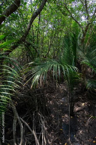 Mangrove forest board walks and raised walk areas keeping people off the swamp areas protecting animal habitat and ecology