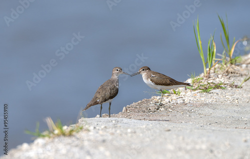 Common Sandpiper close-up shot. The common sandpiper (Actitis hypoleucos ) is a small Palearctic wader. photo