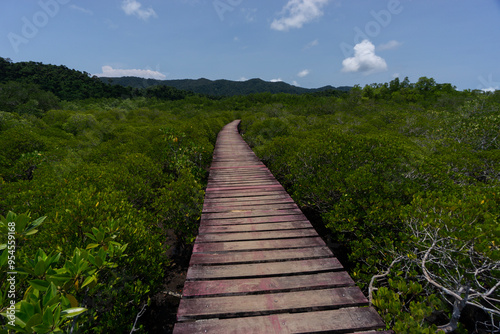 Wallpaper Mural Mangrove forest board walks and raised walk areas keeping people off the swamp areas protecting animal habitat and ecology Torontodigital.ca