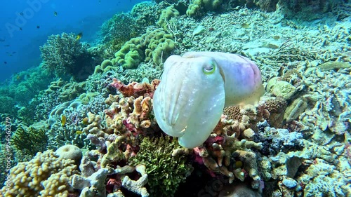 A broadclub cuttlefish changes color and texture dramatically to warn off predators.