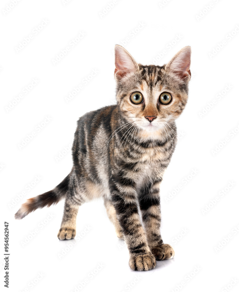 little cat in studio little cat in studio