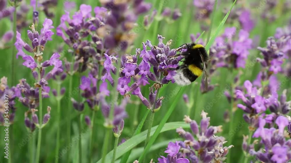 bee collecting nectar on lavender plants in a field no people stock footage stock video bee collecting nectar on lavender plants in a field no people stock footage stock video