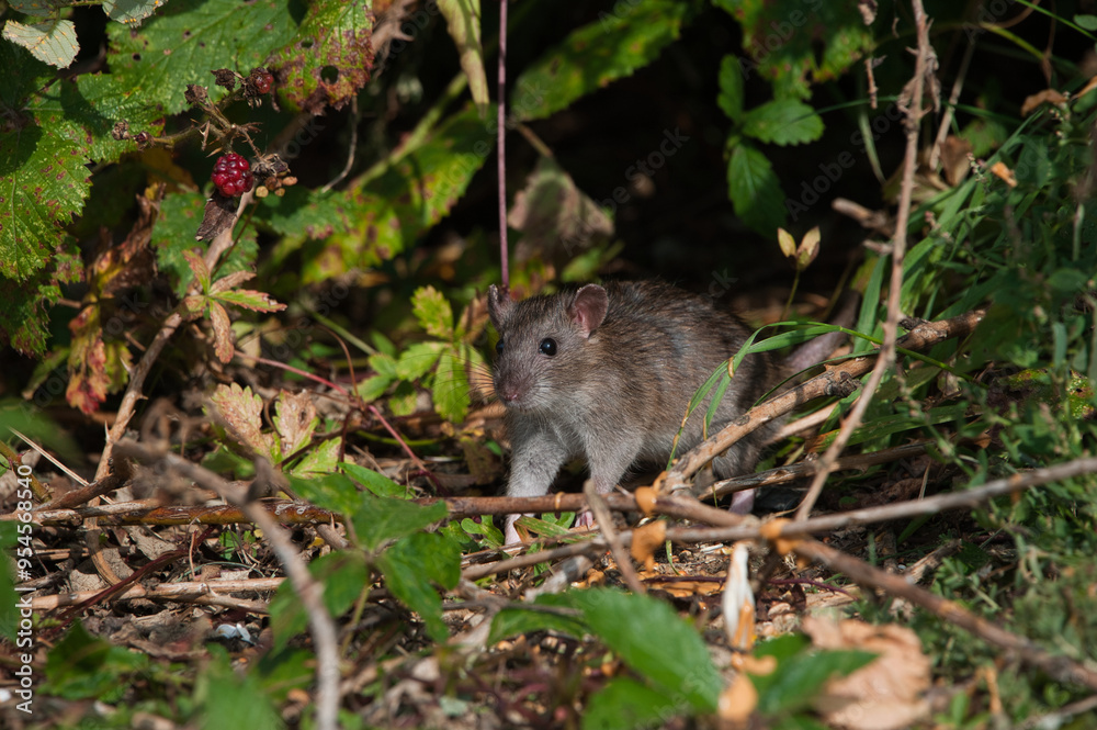 rat rat