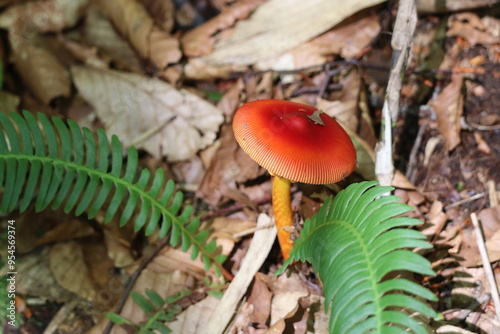 Red mushroom and green fern leaves photo