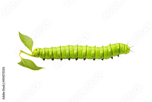 Green and black caterpillars with yellow markings are ideal for educational materials, nature blogs, garden magazine, and science textbooks