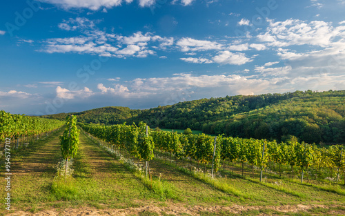 Wallpaper Mural Vines in a rows. Vineyard landscape with beautiful clouds and blue sky in the autumn. Pannonhalma Wine Region in Hungary Torontodigital.ca