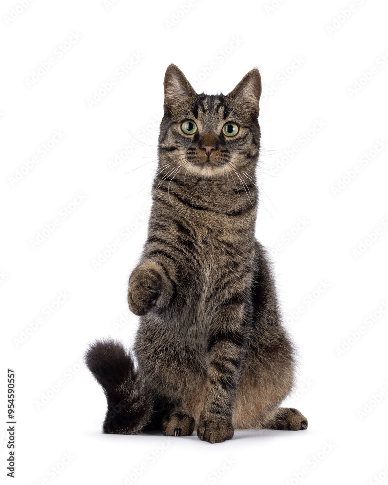 Handsome house cat with tabby pattern, sitting up facing front reaching out paw like shaking hands and saying hi. Looking straight to camera. Isolated on a white background. Handsome house cat with tabby pattern, sitting up facing front reaching out paw like shaking hands and saying hi. Looking straight to camera. Isolated on a white background.