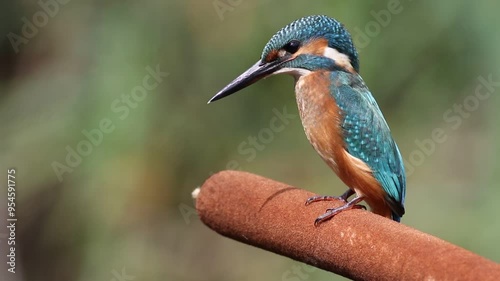 Common kingfisher, Alcedo atthis. A bird sits on a cattail and looks around