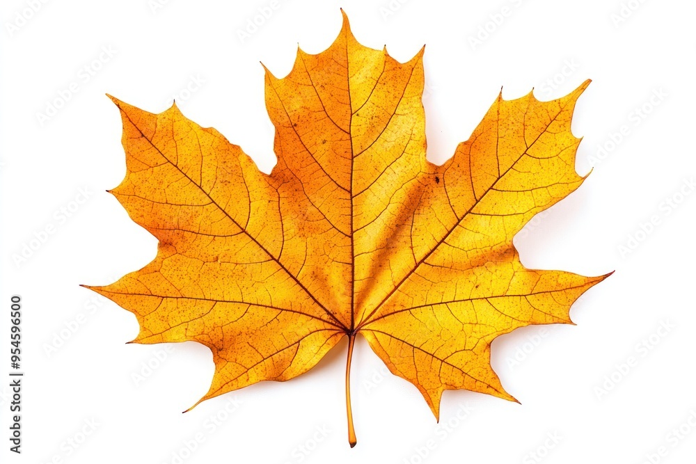 A Single, Golden-Yellow Maple Leaf Against a White Background