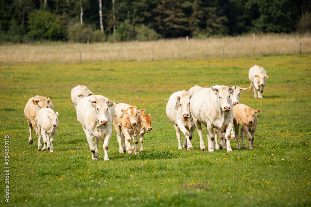 Fototapeta premium A herd of cows and calves walking towards the camera on a grassy field, with a forest backdrop.