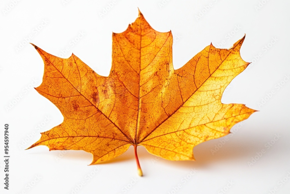 Single Dried Maple Leaf with Veins Against White Background Single Dried Maple Leaf with Veins Against White Background