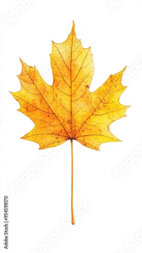 Single Delicate Yellow Maple Leaf on White Background