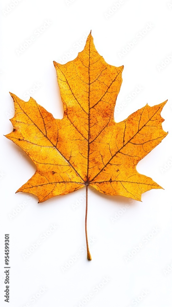 Single Golden Maple Leaf with Veins Isolated on White Background Single Golden Maple Leaf with Veins Isolated on White Background