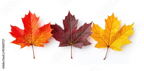 Three Colorful Maple Leaves in a Row on White Background