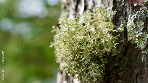 lichen on the pine trunk horizontal image with copy space photo