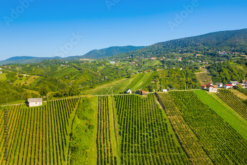 Obraz na płótnie Drone view of vineyards on hills in Plesivica region in Croatia w salonie