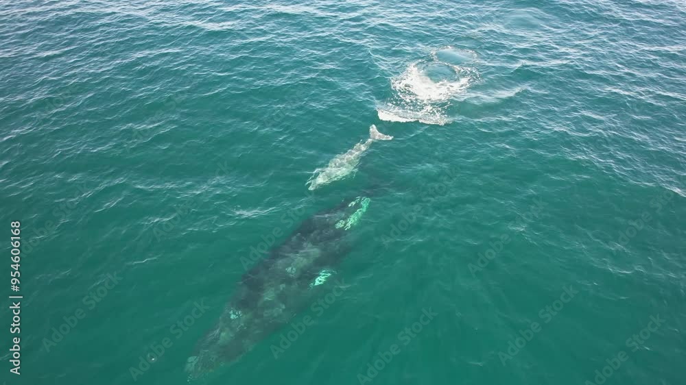 Mother And Baby Humpback Whales Swim In The Tropical Ocean In New South Wales, Australia - Aerial Drone Shot Mother And Baby Humpback Whales Swim In The Tropical Ocean In New South Wales, Australia - Aerial Drone Shot