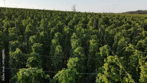 Bavarian Hops during harvesting phase during sunset from above photo