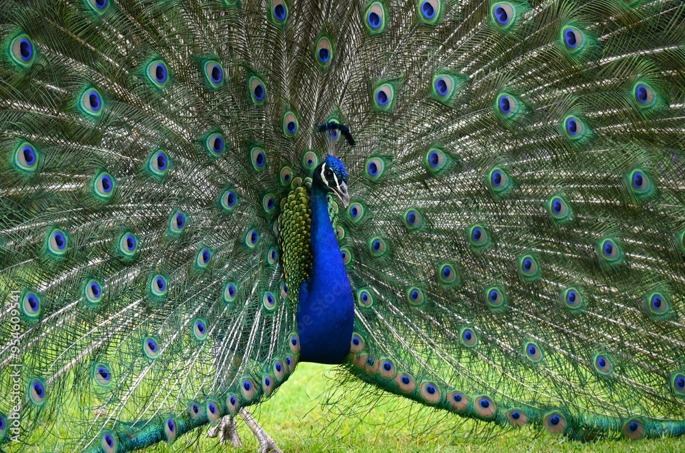 Obraz premium Peacock in full display close up
