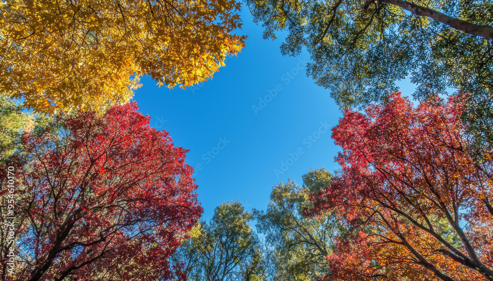 A vibrant canopy of autumn leaves framing a clear blue sky, showcasing the beauty of nature in a serene setting. A vibrant canopy of autumn leaves framing a clear blue sky, showcasing the beauty of nature in a serene setting.