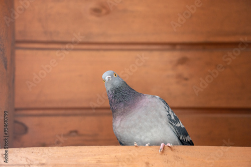 Tranquil pigeon. Peaceful pigeon on Distressed Timber Background. Divine Dove on Textured Wood. Majestic Dove Perched on Weathered Boards. Graceful grey Dove. Holy Spirit simbol. Pigeon looks camera.
 photo