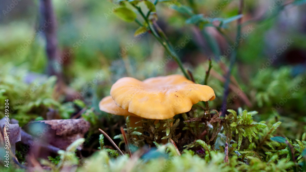 Yellow chanterelle mushroom in the nordic forest Yellow chanterelle mushroom in the nordic forest