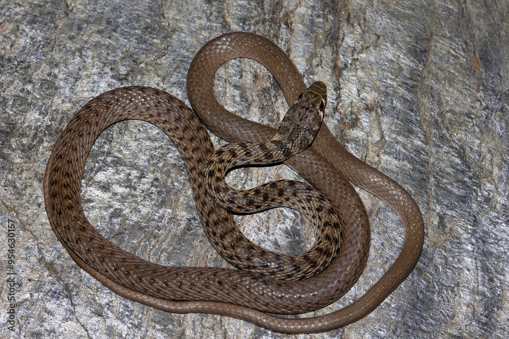 Platyceps ladacensis, the braid snake or Jan's cliff racer, is a species of snake of the family Colubridae. The snake is found in Asia. Chamba, Himachal Pradesh. Platyceps ladacensis, the braid snake or Jan's cliff racer, is a species of snake of the family Colubridae. The snake is found in Asia. Chamba, Himachal Pradesh.