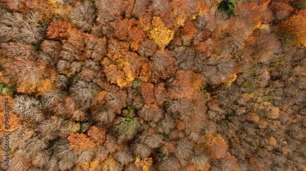 Orange Trees In Autumn In The Italian Mountains Overhead View Orange Trees In Autumn In The Italian Mountains Overhead View