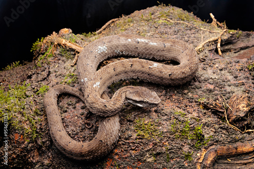 Gloydius himalayanus also known as the Himalayan pit viper or the Himalayan viper. VENOMOUS . Himalayas in Pakistan, India and Nepal. photo