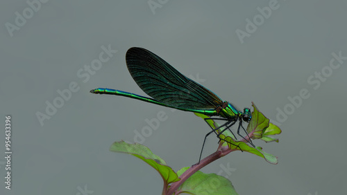 Ebony jewelwing, a damselfly, male