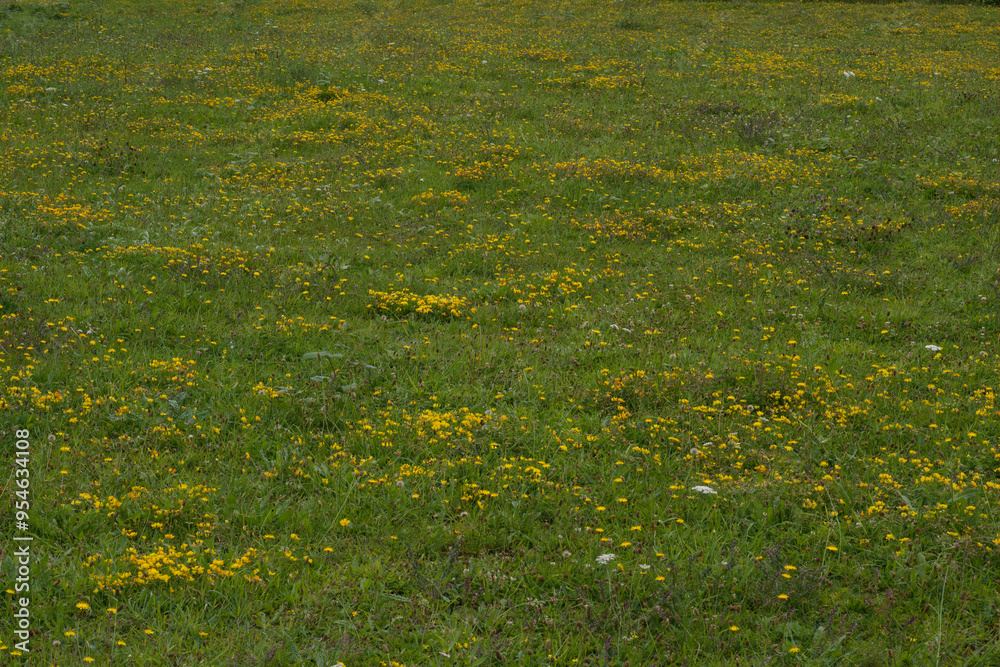 Trefoil flower field Trefoil flower field