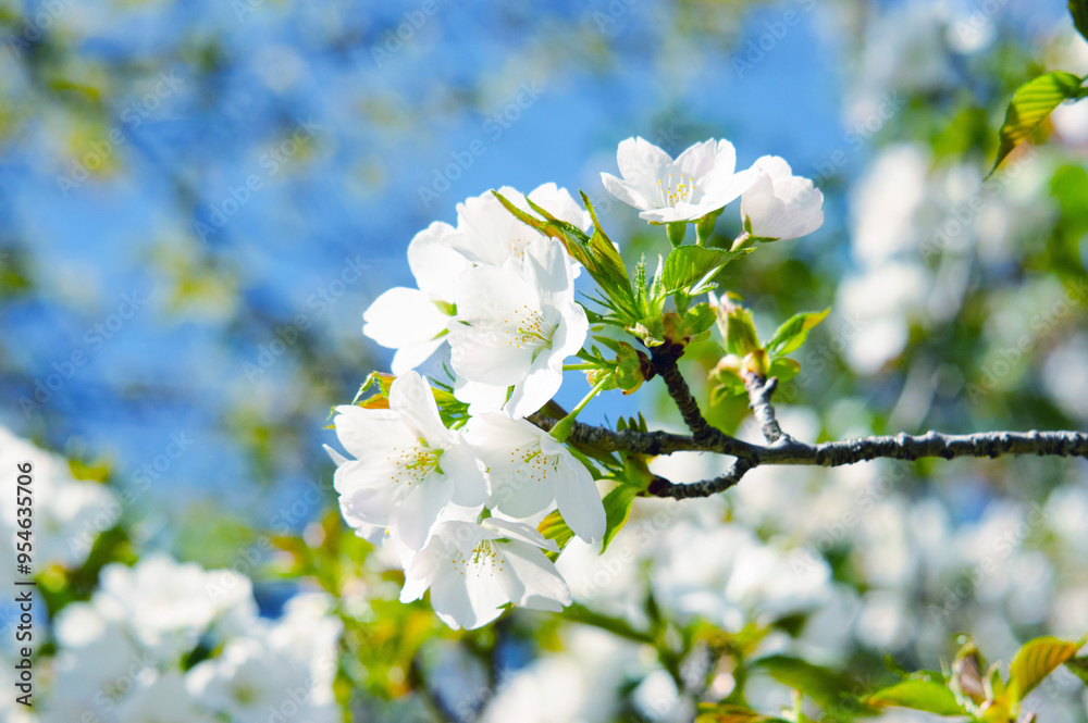 Obraz premium 春の青空をバックに咲く大島桜