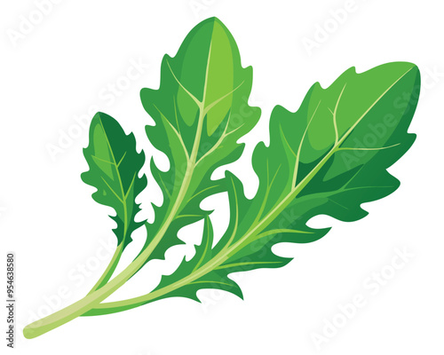 Arugula vector illustration on white background