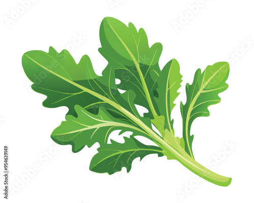 Arugula vector illustration on white background