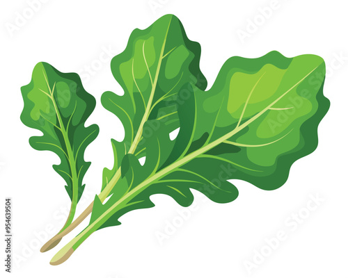 Arugula vector illustration on white background