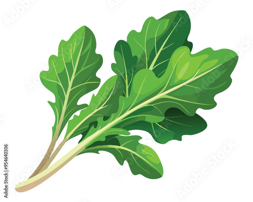 Arugula vector illustration on white background
