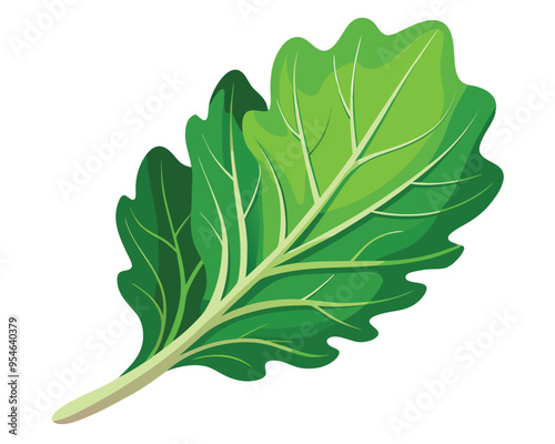 Arugula vector illustration on white background