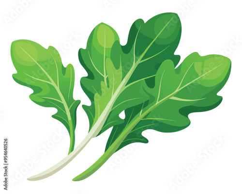 Arugula vector illustration on white background