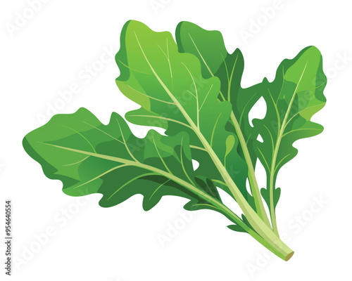 Arugula vector illustration on white background