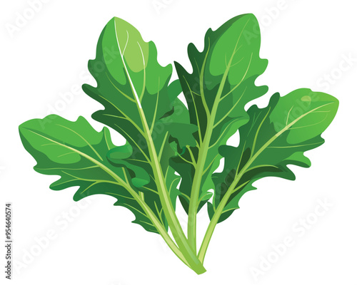 Arugula vector illustration on white background