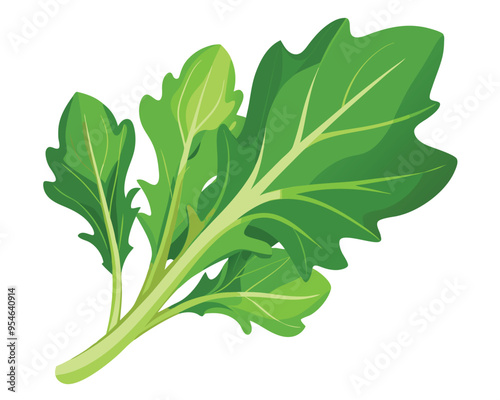 Arugula vector illustration on white background