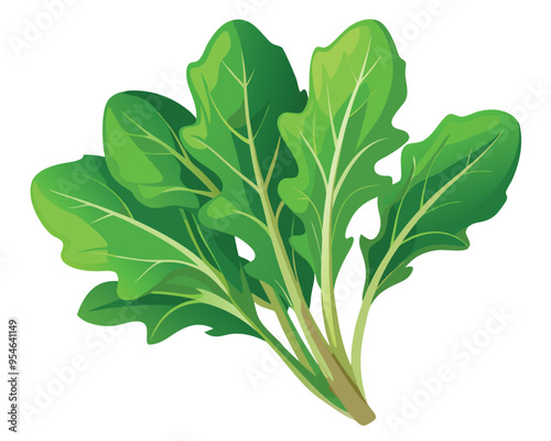 Arugula vector illustration on white background
