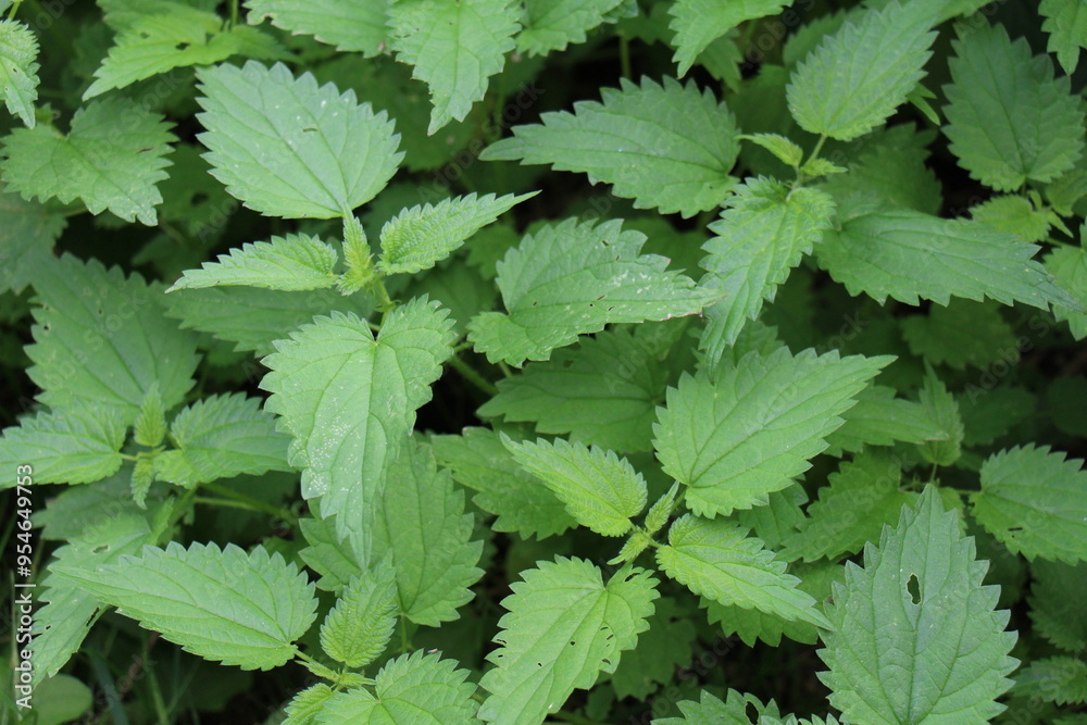 Twigs Of Wild Plant Nettle Or Stinging Nettle Or Urtica Dioica In Meadow Twigs Of Wild Plant Nettle Or Stinging Nettle Or Urtica Dioica In Meadow