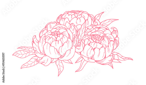Peony flower bloom. Retro style blossom, outlined petals and leaves. Vintage ...