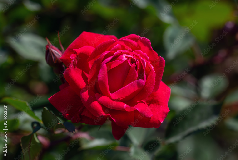 Red rose close-up. Soft focus. Beautiful flowers. Red rose close-up. Soft focus. Beautiful flowers.