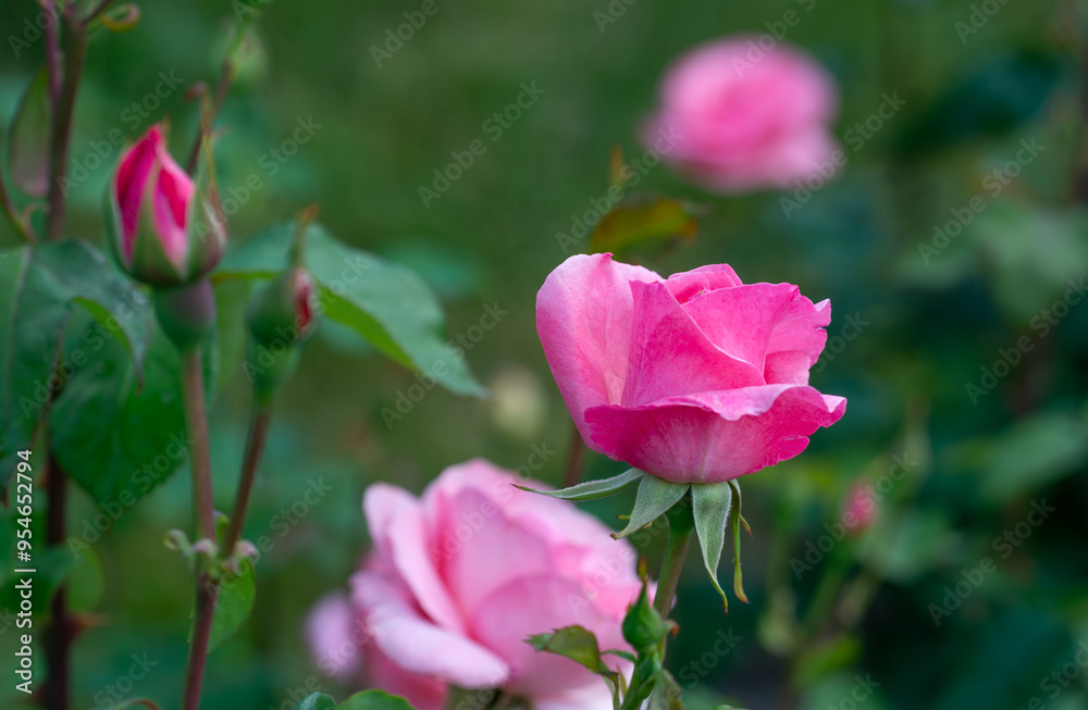 Blooming rose close-up. Soft focus. Beautiful flowers. Blooming rose close-up. Soft focus. Beautiful flowers.