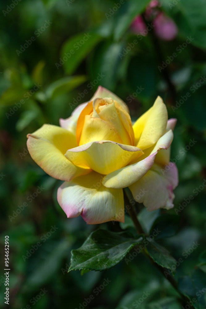 Blooming yellow rose close-up. Soft focus. Beautiful flowers. Blooming yellow rose close-up. Soft focus. Beautiful flowers.