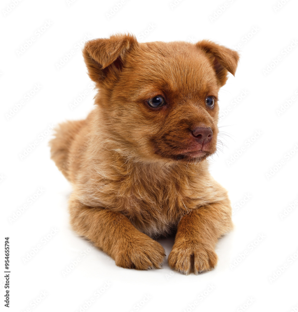 One small brown puppy. One small brown puppy.