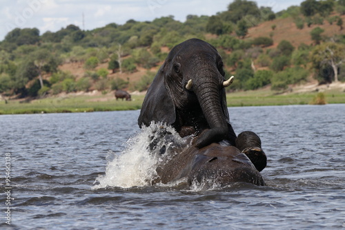 Photography elephants