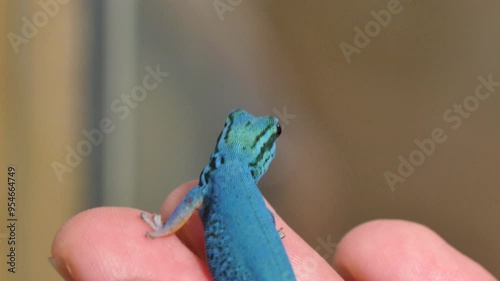 Vibrant Blue Lygodactylus Williamsi Lizard on Human Hand - Close-Up of Colorful Reptile Interaction photo